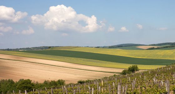 Baumgartner Weinviertler Landschaft Im Frühling