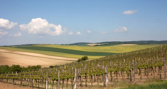 Baumgartner Weinviertler Landschaft Im Frühling