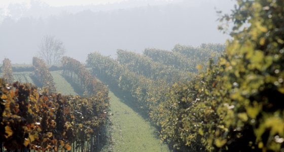 Kamptal: bei See